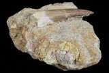Fossil Plesiosaur (Zarafasaura) Tooth In Sandstone - Morocco #70301-2